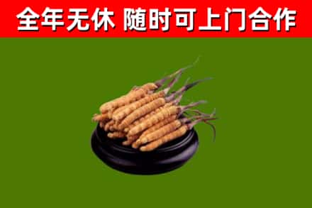 耒阳烟酒回收冬虫夏草.jpg